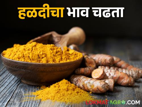 Yellow than gold! The price of turmeric rises; Inflows also increased in the market yard of the market committee | सोन्याहून पिवळी! हळदीचा भाव चढता; बाजार समितीच्या मार्केट यार्डात आवकही वाढली