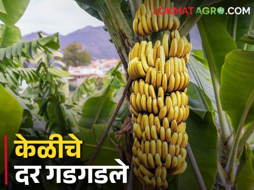 Banana prices tumbled; Only eight hundred rupees per quintal is available | केळीचे दर गडगडले; केवळ आठशे रुपये प्रतिक्विंटल मिळतोय दर