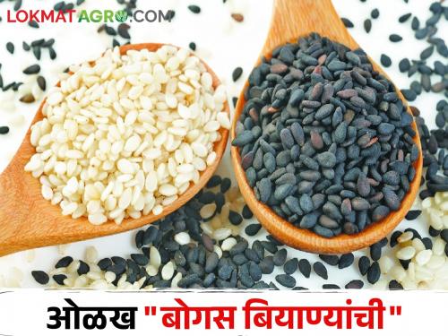 Guidelines of Department of Agriculture; Identify bogus seeds in this way | कृषी विभागाची मार्गदर्शक तत्वे; या प्रकारे ओळखा बोगस बियाणे