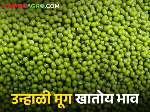 Summer mung entered the market; The rate is satisfactory | बाजारात उन्हाळी मूग दाखल; दर ही समाधानकारक