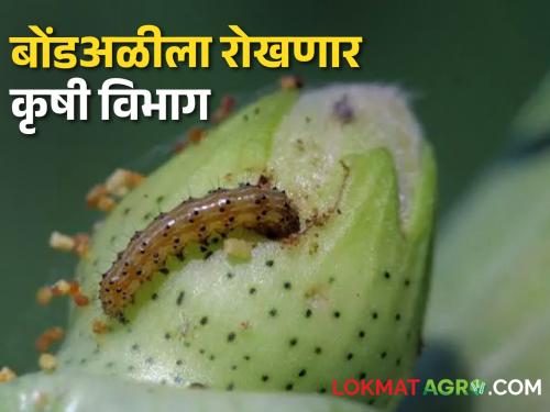 Action will be taken if cotton seeds are sold before May 16 this year! | यंदा १६ मे पूर्वी कापूस बियाण्याची विक्री केल्यास होणार कारवाई!