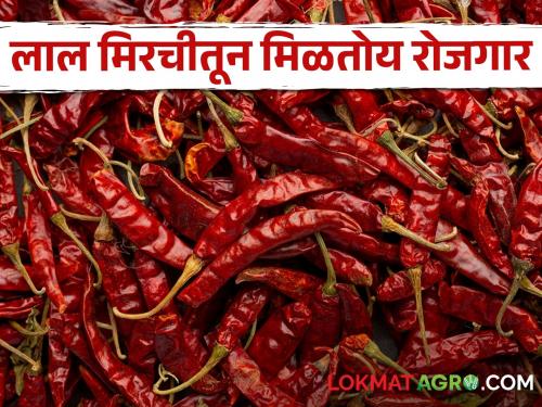 Remove the stalks of red pepper; Women of Dharmabad get employment | लाल मिरचीचे देठ काढून देण्यात धर्माबादच्या महिलांना मिळतो रोजगार