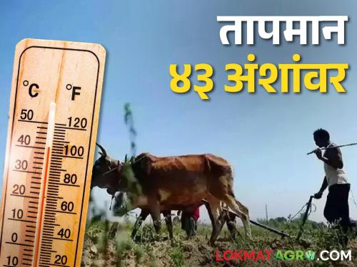 Preparations for Kharif season begin at 43 degrees Celsius; Farmers are facing heat and wind | खरीप हंगामाची तयारी ४३ अंश तापमानात सुरू; शेतकरी झेलतोय ऊन अन् वारा