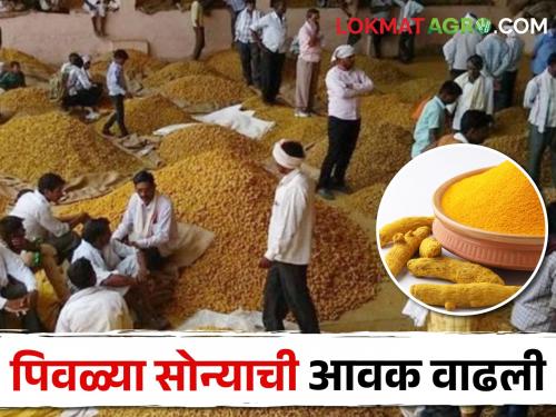 Turmeric arrivals increased in javala bazar sub-markets; Read what the price is getting | जवळा बाजार उपबाजार पेठेत हळदीची आवक वाढली; वाचा काय मिळतोय भाव