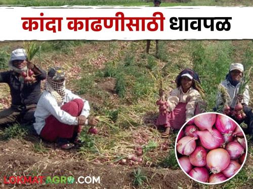 Fearing unseasonal rain, many farmers rush to harvest onion | अवकाळी पावसाच्या धास्तीने अनेक शेतकऱ्यांची कांदा काढणीसाठी धावपळ