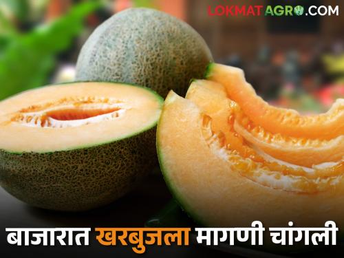 Citizens' preference for melon that reduces body heat; Increase in sales | शरीरातील उष्णता कमी करणाऱ्या खरबुजला नागरिकांची पसंती; विक्रीत वाढ