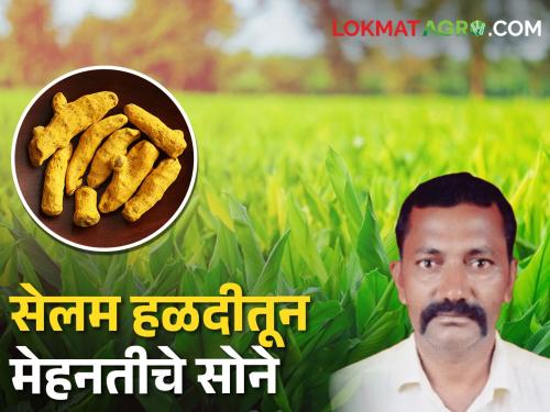 Inter crop chilli in turmeric; Subhash Rao get good income from both crops | हळदीला मिरचीची दिली जोड; सुभाषरावांचे दोन्ही पिकातून उत्पन्न झाले गोड