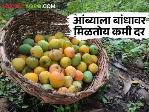 Mango farmers in trouble due to natural disaster; Only 70 rupees rate at farm side | नैसर्गिक संकटामुळे आंबा उत्पादक शेतकरी अडचणीत; बांधावर मिळतोय केवळ ७० रुपये दर