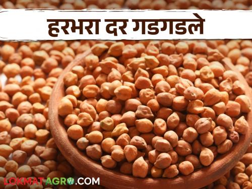 Gram prices tumbled in the market after import duty was waived | आयात शुल्क माफ केल्यामुळे बाजारात हरभरा दर गडगडले