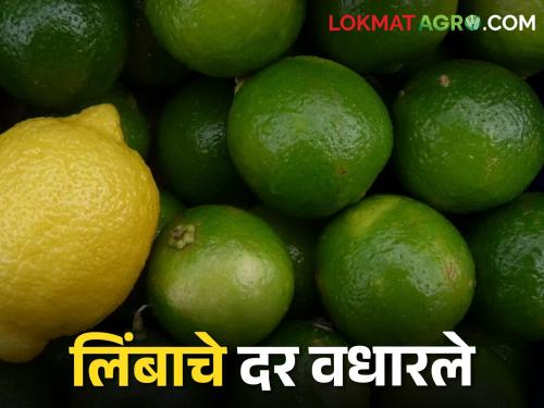 increased demand for cold drinks; Prices of lemons increased | Lemon Market शीत पेयांची मागणी वाढली; लिंबांचे दर वधारले