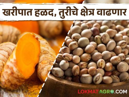 This year turmeric and pigeon pea is likely to increase during kharif season; Estimates of the Department of Agriculture | यंदा खरिप हंगामात हळद, तुरीचे क्षेत्र वाढण्याची शक्यता; कृषी विभागाचा अंदाज