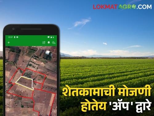 sorghum, corn harvest field area; Laborers calculate on mobile app | ज्वारी, मका कापणी केलेल्या शेताची; मजूर करतात मोबाइल ॲपवर मोजणी