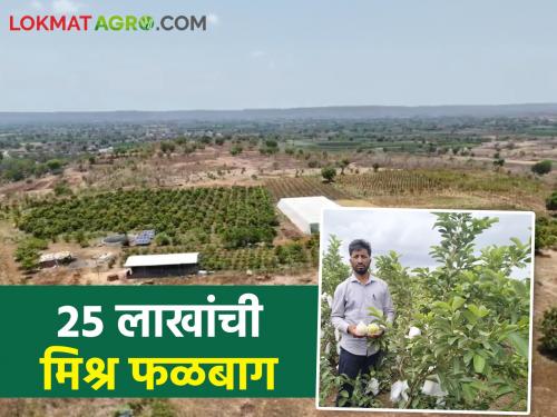 Leaving the competitive examination, the fruit garden was flowered in barren land; Foreign fruits in Marathwada | स्पर्धा परीक्षा सोडून माळरानात फुलविली फळबाग; मराठवाड्यात परदेशी फळांचा थाट