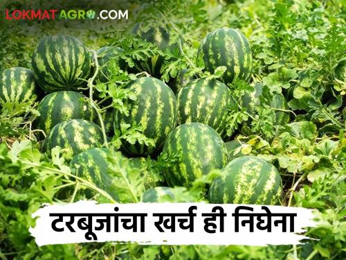 On the spot purchase of watermelons from traders at low rates; Farmers suffer | व्यापाऱ्यांकडून जागेवर टरबूजाची होतेय कमी दरात खरेदी; शेतकरी त्रस्त