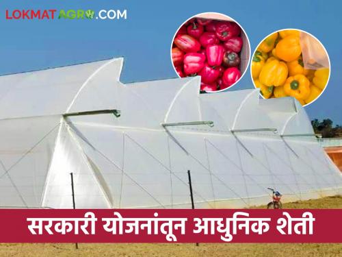 Cucumber, Capsicum from polyhouse & Shednet yield lakhs | Success Story शेडनेट, पॉलिहाऊसमधून काकडी, शिमला मिरचीचे लाखोंचे उत्पन्न