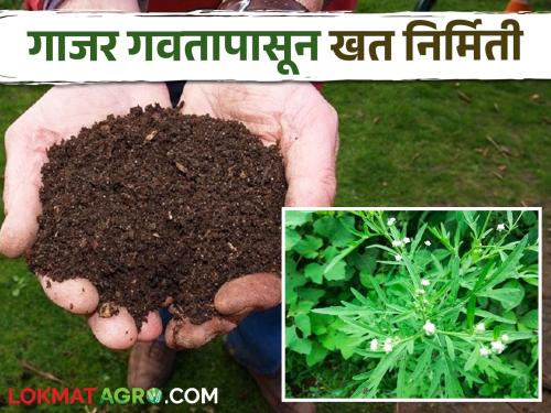 Make quality organic fertilizer from carrot grass in this easy way | Organic Fertilizer गाजर गवतापासून या सोप्या पद्धतीने तयार करा दर्जेदार सेंद्रिय खत