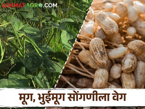 Fear of stormy winds, inclement weather; Speed up the work of groundnut and mung harvesting! | वादळी वारा, अवकाळीची धास्ती; मूग, भुईमूग सोंगणीच्या कामाला वेग!