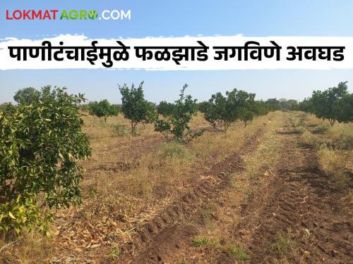 Mosambi gardens dried up; As there was no water, the farmers were worried | मोसंबीच्या बागा सुकल्या; पाणी नसल्याने शेतकऱ्यांची चिंता वाढली