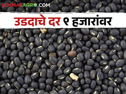 udid at 9 thousand; But the farmers have nothing to sell! | उडदाचे दर ९ हजारांवर; पण शेतकऱ्यांकडे विकायला उडीदच नाही!