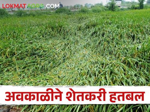 Farmers desperate due to bad weather; More than seven and a half thousand hectares of crops were destroyed in three months | अवकाळीने शेतकरी हतबल; तीन महिन्यात साडे सात हजार हेक्टरहून अधिक पिके नेस्तनाबूद