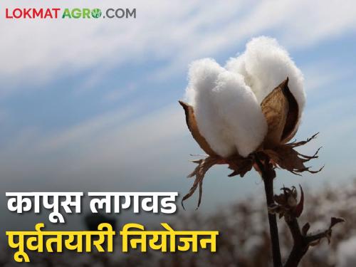 Know these things while planting cotton; Guaranteed increase in income will be the glory of crops | कापूस लागवड करतांना या गोष्टींची ठेवा जाण; उत्पन्नाची वाढेल हमी पिकांची असेल शान