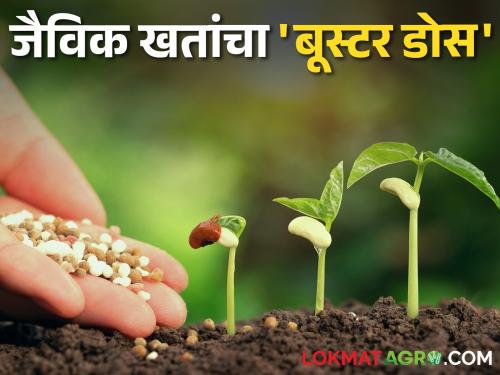 A 'booster dose' of aerial biofertilizers for agricultural soil fertility | शेतजमिनीच्या सुपीकतेसाठी हवा जैविक खतांचा 'बूस्टर डोस'