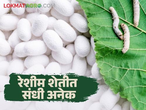 Do sericulture farming and also get a subsidy of four lakhs | Sericulture Farming रेशीम शेती करा अन् चार लाखांचे अनुदानही मिळवा