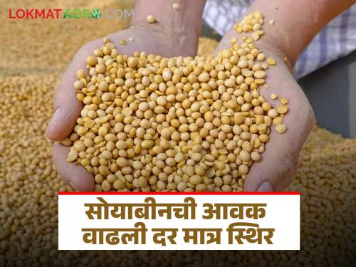 There is no guarantee of price increase; Time for farmers to sell soybeans kept at home | एवढ्यात भाववाढीची शाश्वती नाही; घरात ठेवलेले सोयाबीन विकायची शेतकऱ्यांवर वेळ