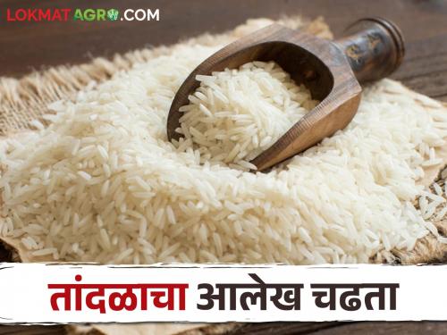 Substantial hike in Basmati, Chinnore, Ambemohor rice prices | बासमती, चिन्नोर, आंबेमोहोर तांदळाच्या दरात भरीव वाढ 