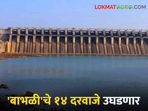 Thirsty Nanded dam for Telangana; Bhabhliche 14 doors will open today | तहानलेल्या नांदेडचा बंधारा तेलंगणासाठी; बाभळीचे आज १४ दरवाजे उघडणार