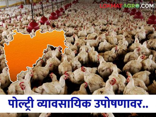 Why did the poultry professionals in the state give a hunger strike warning? Read what is the reason   | राज्यातील पोल्ट्री व्यावसायिकांनी का दिला उपोषणाचा इशारा ? वाचा काय आहे कारण  