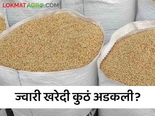 Agriculture News ten centers of sorghum purchase closed in Jalgaon district see details | Agriculture News : जळगाव जिल्ह्यात ज्वारी खरेदीची 'ही' दहा केंद्रे बंद, शेतकऱ्यांचे आर्थिक नुकसान 