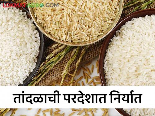 Latest News Rice Export Export of rice to foreign countries in gondiya district, produced by two lakh farmers  | Rice Export : 'या' जिल्ह्यातील तांदळाची परदेशात निर्यात, दोन लाख शेतकऱ्यांकडून उत्पादन 