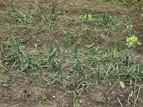 Latest news Onion Crop Chances of disease outbreak on onion crop due to rain, read in detail  | Onion Crop : पावसामुळे कांदा पिकावर रोगांचा प्रादुर्भाव होण्याची शक्यता, वाचा सविस्तर 