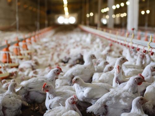 Latest News Poultry Farm Management What causes stress in chickens in poultry farm Read in detail  | Poultry Farm Management : कोंबड्यांमधील ताण येण्याचे कारण काय? असे करा व्यवस्थापन? वाचा सविस्तर 