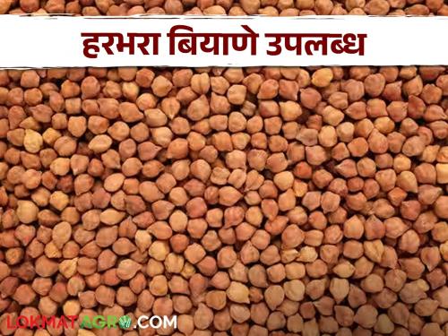 Latest News Harbhara seed available in Parbhani Agricultural University, know in detail  | Harbhara Seed : परभणी कृषी विद्यापीठात हरभरा बियाणे उपलब्ध, जाणून घ्या सविस्तर 