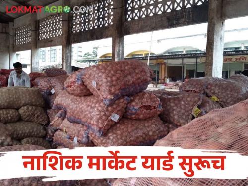 Latest News Nashik Market Yard Onion auction will continue in Nashik Market Yard even during Diwali, read details  | Nashik Market Yard : दिवाळीतही नाशिक बाजार समितीत कांदा लिलाव सुरूच राहणार, वाचा सविस्तर 