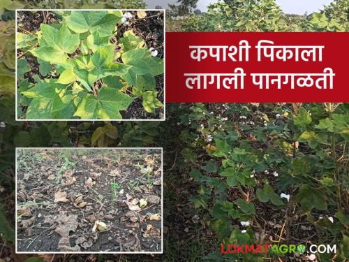 Cotton Crop Management : If cotton is affected by climate change, apply 'Ya' sprays; Advice to the Department of Agriculture | Cotton Crop Management : हवामान बदलामुळे कपाशीत होत असेल पानगळती तर 'या' फवारण्या करा; कृषी विभागाचा सल्ला