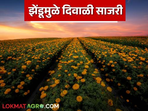 Latest News Planting marigolds on 15 bunches, cost 20 thousand, income of 60 thousand rupees in 15 days | Zendu Farming : झेंडू विक्रीतून 15 दिवसांत 60 हजार रुपयांचे उत्पन्न, जाणून घ्या सविस्तर