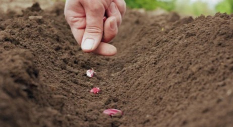 Latest News Rajma Farming How Rajma will benefit farmers after soybean harvest see details | Rajma Farming : सोयाबीन काढणीनंतर शेतकऱ्यांना राजमा पेरणी फायद्याची ठरेल का? वाचा सविस्तर