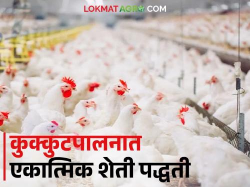 Latest News Poultry Farming Get these benefits of growing poultry with goat farming, know in detail | Poultry Farming : शेळ्यांसोबत कोंबड्या पाळा अन् हे फायदे मिळवा, जाणून घ्या सविस्तर 