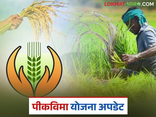 Pik Vima Yojana 2025 : Is tomorrow the last day to participate in the crop insurance scheme? | Pik Vima Yojana 2025 : पीकविमा योजनेत सहभागी होण्यासाठी उद्या शेवटचा दिवस?