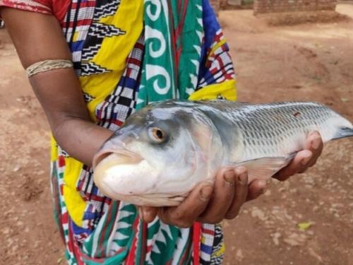 Latest news Matsya Sampada Yojana fish farming scheme that helps women farmers in fish farming | महिला शेतकऱ्यांना मत्स्य शेतीसाठी मदत करणारी मत्स्य संपदा योजना आहे तरी काय? 