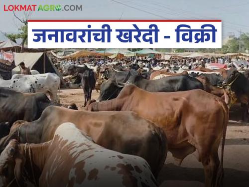 Latest News livestock market along with onions in Satana Bazaar see todays bail market rates | सटाणा बाजारात कांद्यासोबत आता जनावरांचा बाजार सुरू, आजचे दर काय आहेत? 