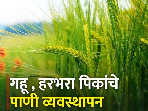 How to manage water for rabi wheat and gram crop? | रब्बीतील गहू आणि हरभरा पिकाचे पाणी व्यवस्थापन कसे कराल?