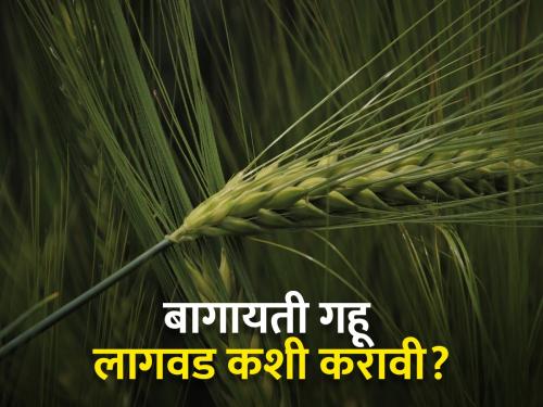 Cultivation of horticultural wheat through efficient use of water | पाण्याच्या कार्यक्षम वापरातून बागायती गव्हाची पेरणी
