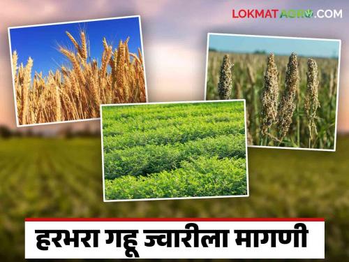 Rabi Season 2024 : Growth in gram and wheat area is highest in this season | Rabi Season 2024 : यंदा हंगामात सर्वाधिक हरभरा व गव्हाचे क्षेत्रात वाढ; शेतकऱ्यांचा करडई आणि सूर्यफूल पिकाकडे कल कमी..!