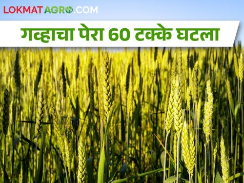 Latest News Wheat sowing has decreased by 60 percent across in maharashtra | यंदा गव्हाचे उत्पादन घटणार? अवकाळी पावसाचा फटका 