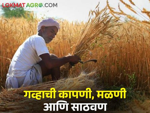 Latest News How to harvest, thresh and store wheat see details by dr kalyan deolankar | Wheat Management : शेतकऱ्यांनो! गव्हाची कापणी, मळणी आणि साठवण कशी करावी? जाणून घ्या सविस्तर 