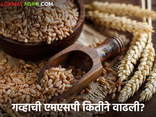 Latest News Wheat MSP How much has minimum support price of wheat increased in 14 years Read in detail  | Wheat MSP : गव्हाच्या किमान आधारभूत किंमतीत 14 वर्षांत किती वाढ झाली? वाचा सविस्तर 